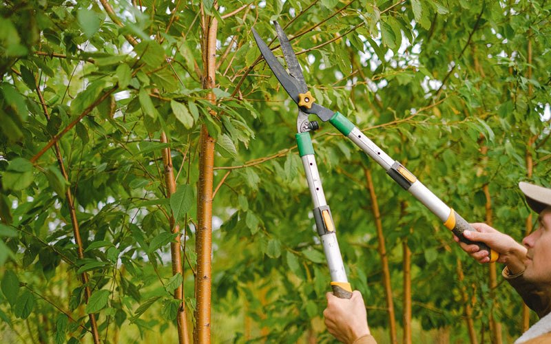 Tree trimming in Norwich, ND