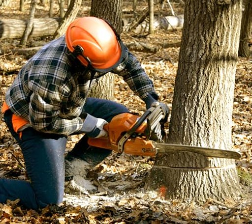 Tree Removal in Norwich, ND